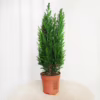 Cyprysik (Cupressus Lawsona ‘Ellwoodii’) mini choinka 40-45cm