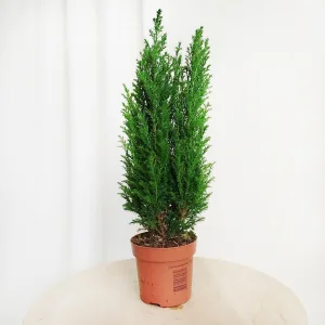 Cyprysik (Cupressus Lawsona 'Ellwoodii') mini choinka 40cm