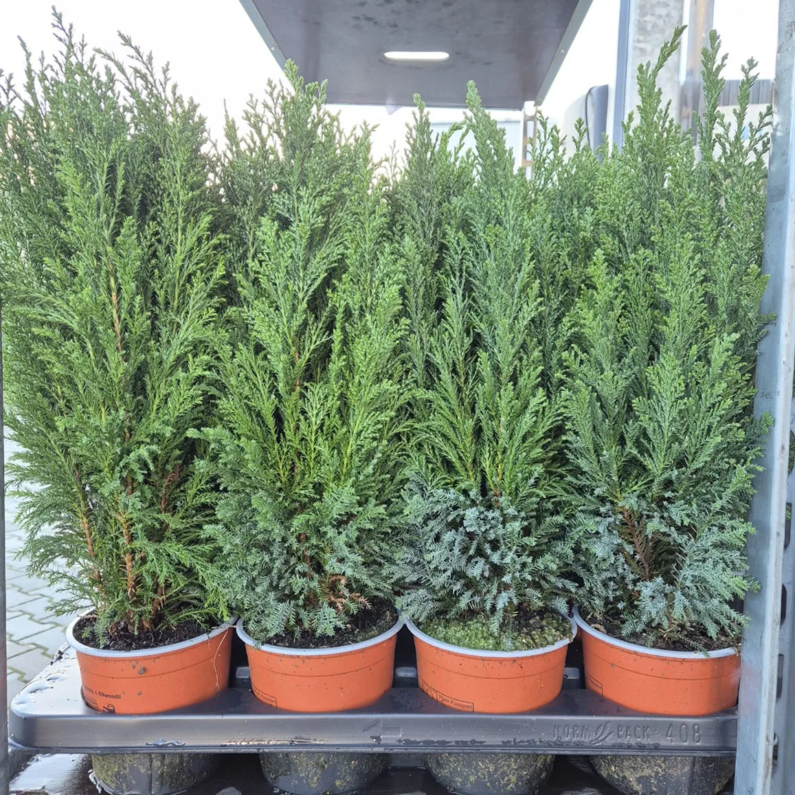 Cyprysik (Cupressus Lawsona 'Ellwoodii') 50cm