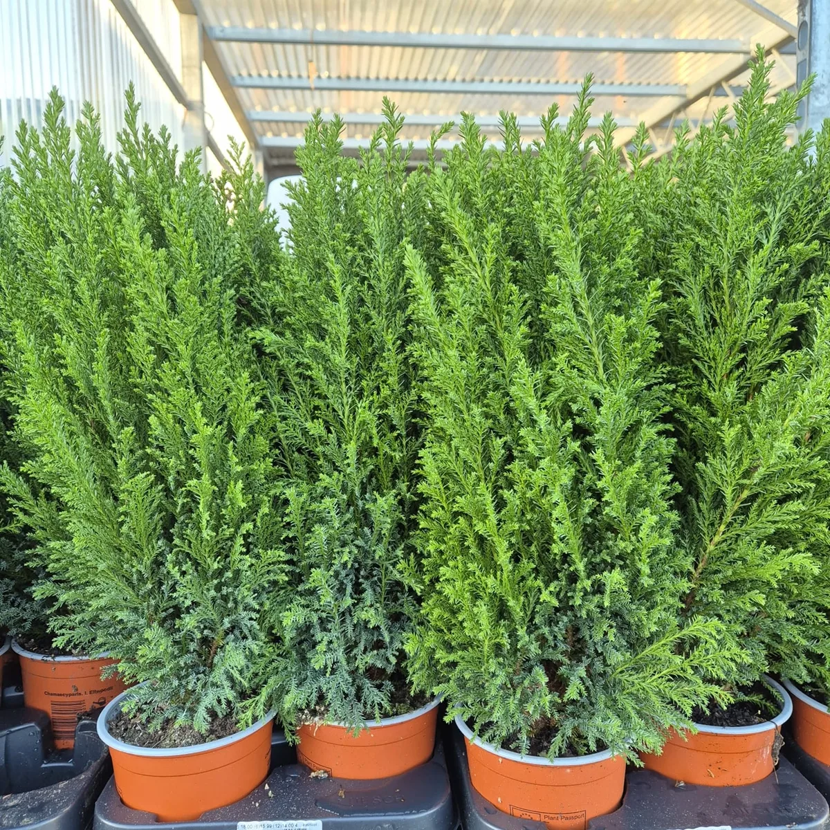 Cyprysik (Cupressus Lawsona 'Ellwoodii') 50cm
