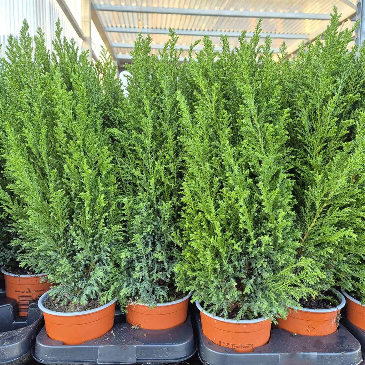 Cyprysik (Cupressus Lawsona 'Ellwoodii') 50cm