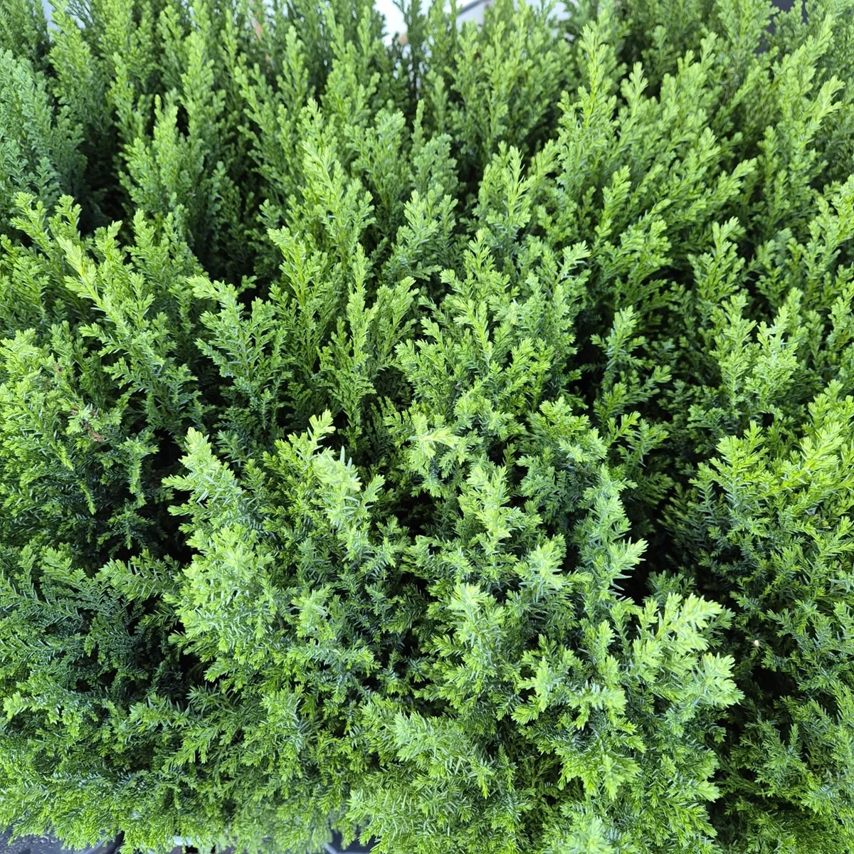 Cyprysik (Cupressus Lawsona 'Ellwoodii') 50cm