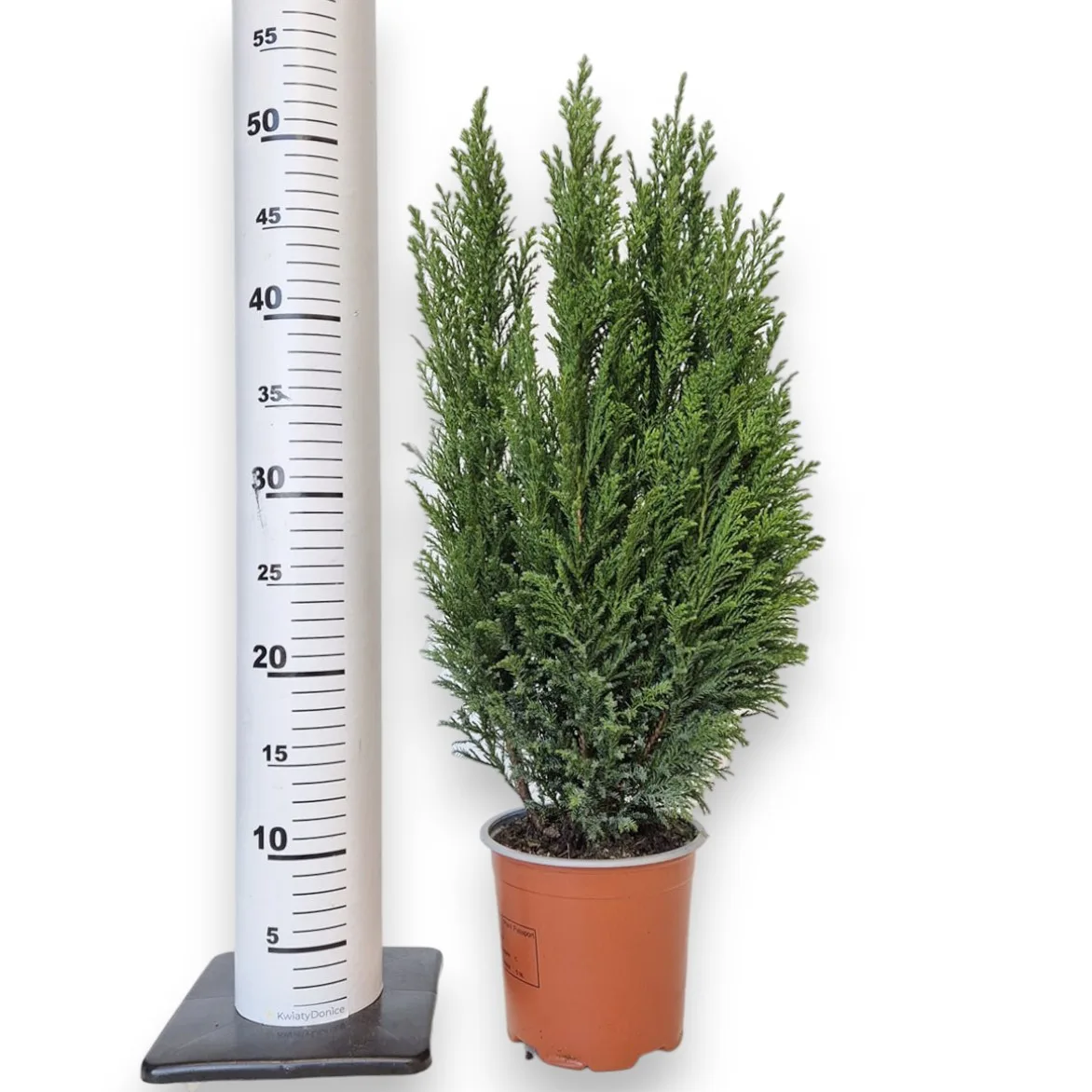 Cyprysik (Cupressus Lawsona 'Ellwoodii') 50cm