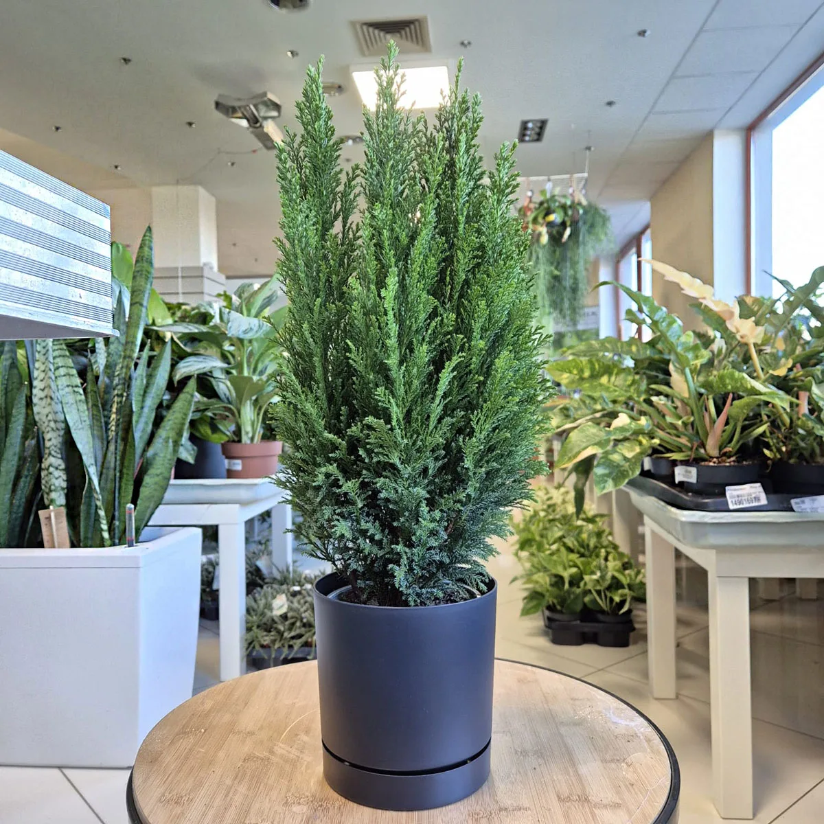 Cyprysik (Cupressus Lawsona 'Ellwoodii') 50cm