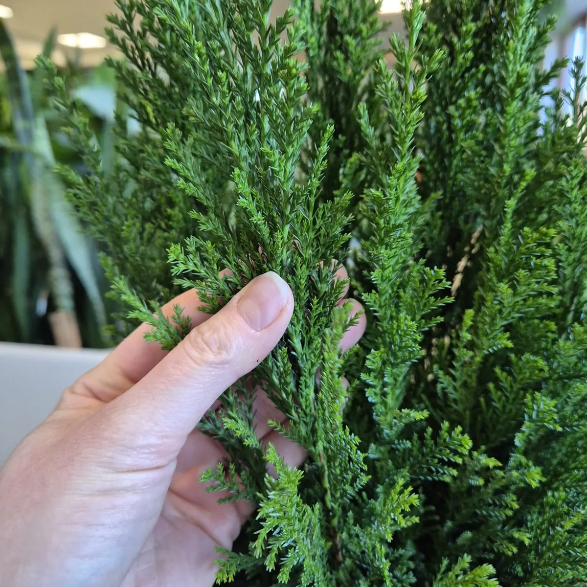 Cyprysik (Cupressus Lawsona 'Ellwoodii') 50cm