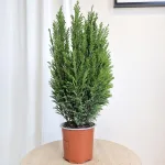 Cyprysik (Cupressus Lawsona 'Ellwoodii') 50cm
