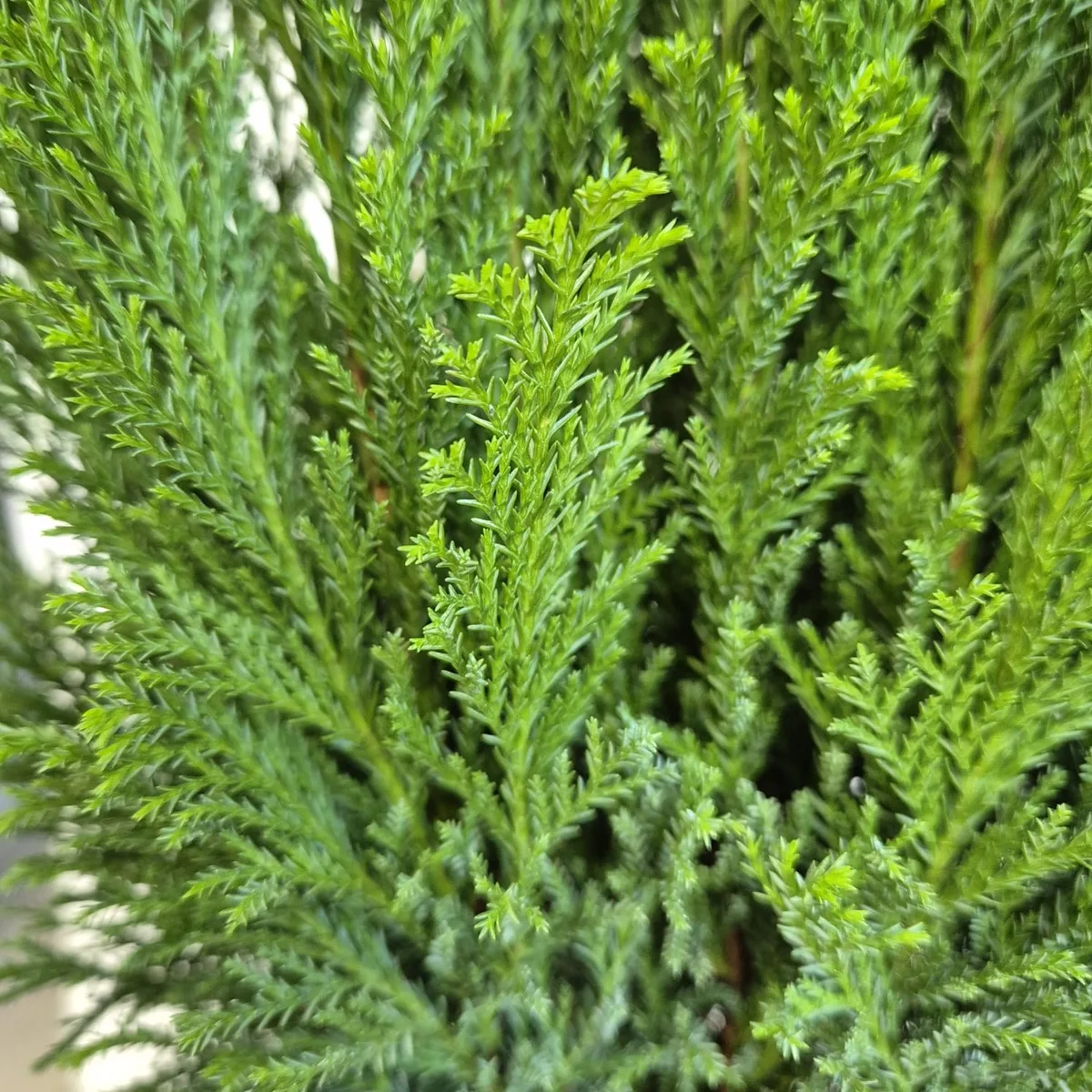 Cyprysik (Cupressus Lawsona 'Ellwoodii') 50cm
