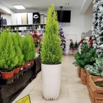 Cyprysik (Cupressus 'Goldcrest Wilma') drzewko świąteczne 110cm