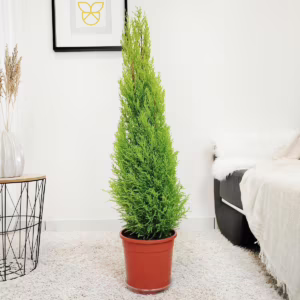 Cyprysik (Cupressus 'Goldcrest Wilma') drzewko świąteczne 110cm