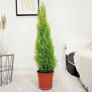 Cyprysik (Cupressus 'Goldcrest Wilma') drzewko świąteczne 110cm