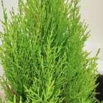 Cyprysik (Cupressus 'Goldcrest Wilma') drzewko świąteczne 80cm