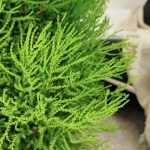 Cyprysik (Cupressus 'Goldcrest Wilma') drzewko świąteczne 80cm