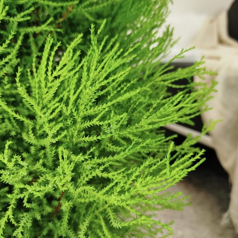 Cyprysik (Cupressus 'Goldcrest Wilma') drzewko świąteczne 80cm