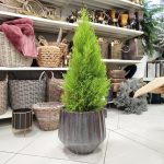 Cyprysik (Cupressus 'Goldcrest Wilma') drzewko świąteczne 80cm