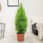 Cyprysik (Cupressus 'Goldcrest Wilma') drzewko świąteczne 80cm