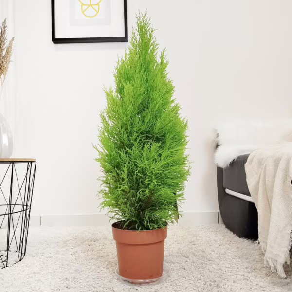 Cyprysik (Cupressus 'Goldcrest Wilma') drzewko świąteczne 80cm