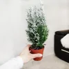 Cyprysik ośnieżony (Cupressus Lawsona 'Ellwoodii’) 30cm