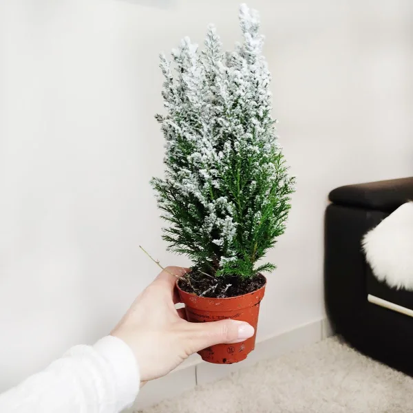 Cyprysik ośnieżony (Cupressus Lawsona 'Ellwoodii') 30cm