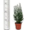 Cyprysik ośnieżony (Cupressus Lawsona 'Ellwoodii’) 30cm