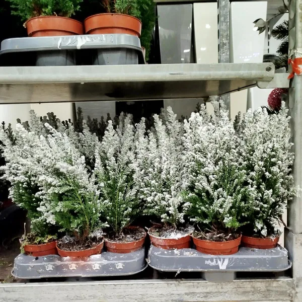 Cyprysik ośnieżony (Cupressus Lawsona 'Ellwoodii') 30cm