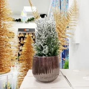 Cyprysik ośnieżony (Cupressus Lawsona 'Ellwoodii') 30cm