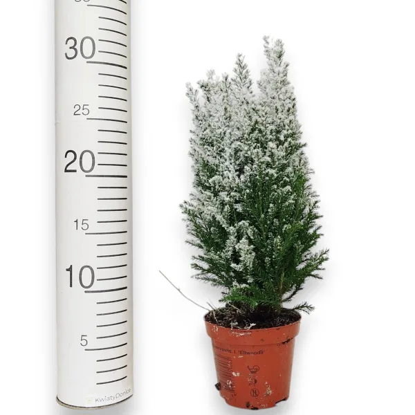 Cyprysik ośnieżony (Cupressus Lawsona 'Ellwoodii') 30cm