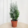 Cyprysik ośnieżony (Cupressus Lawsona 'Ellwoodii’) 30cm