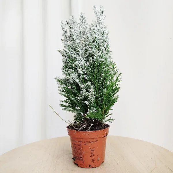 Cyprysik ośnieżony (Cupressus Lawsona 'Ellwoodii') 30cm