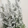 Cyprysik ośnieżony (Cupressus Lawsona 'Ellwoodii’) 30cm