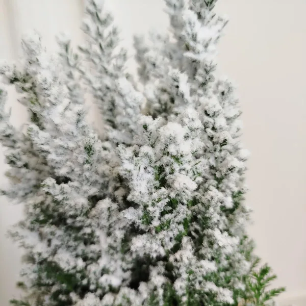 Cyprysik ośnieżony (Cupressus Lawsona 'Ellwoodii') 30cm