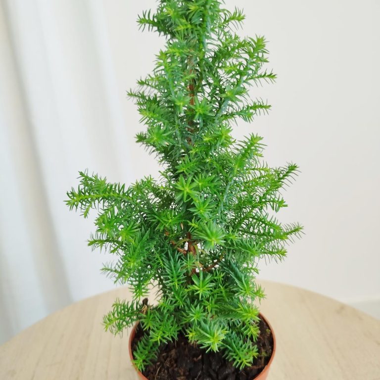 Cyprysik żywotnikowaty (Chamaecyparis thyoides 'Top Point') mini choinka 30cm