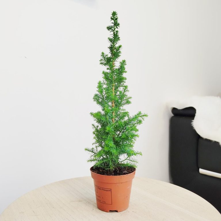 Cyprysik żywotnikowaty (Chamaecyparis thyoides 'Top Point') mini choinka 30cm