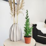 Cyprysik żywotnikowaty (Chamaecyparis thyoides 'Top Point') mini choinka 30cm