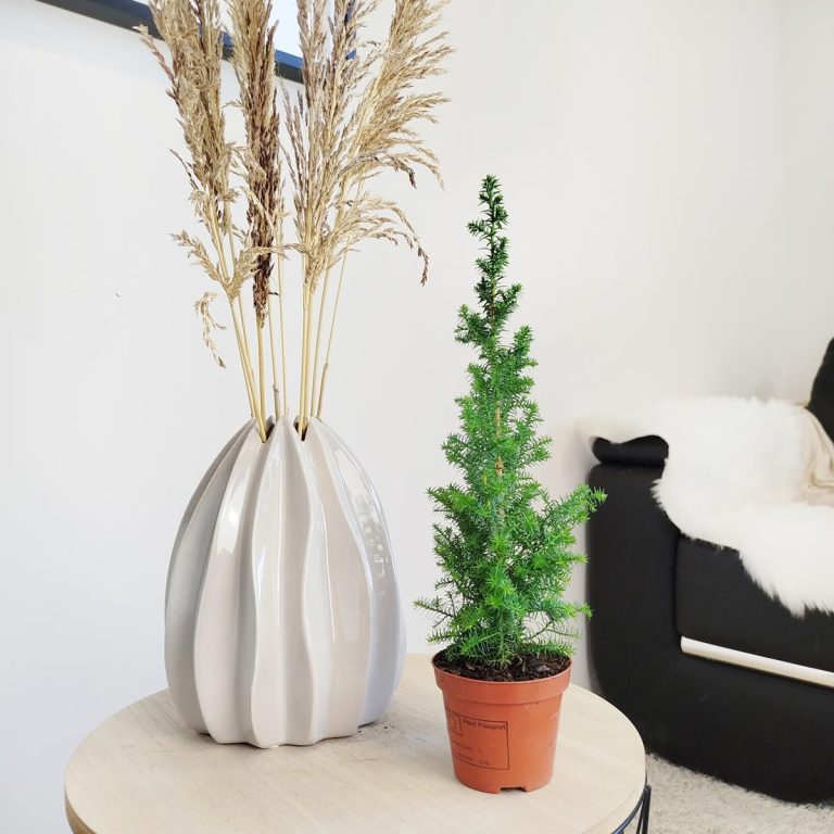 Cyprysik żywotnikowaty (Chamaecyparis thyoides 'Top Point') mini choinka 30cm