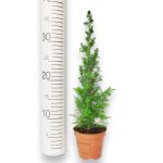 Cyprysik żywotnikowaty (Chamaecyparis thyoides 'Top Point') mini choinka 30cm
