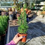 Cyprysik żywotnikowaty (Chamaecyparis thyoides 'Top Point') mini choinka 30cm