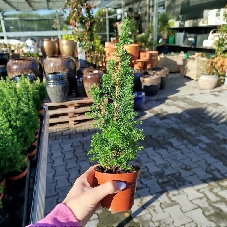 Cyprysik żywotnikowaty (Chamaecyparis thyoides 'Top Point') mini choinka 30cm