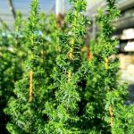 Cyprysik żywotnikowaty (Chamaecyparis thyoides 'Top Point') mini choinka 30cm