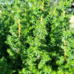 Cyprysik żywotnikowaty (Chamaecyparis thyoides 'Top Point') mini choinka 30cm