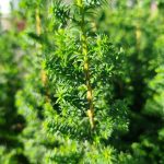 Cyprysik żywotnikowaty (Chamaecyparis thyoides 'Top Point') mini choinka 30cm