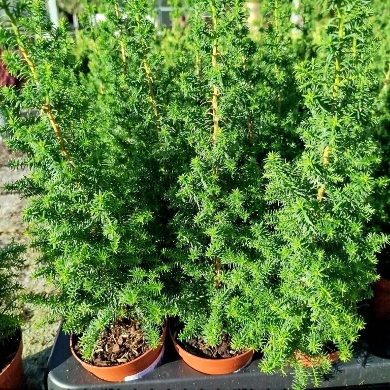 Cyprysik żywotnikowaty (Chamaecyparis thyoides 'Top Point') mini choinka 30cm