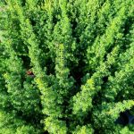 Cyprysik żywotnikowaty (Chamaecyparis thyoides 'Top Point') mini choinka 30cm