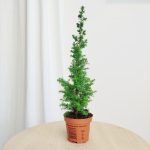 Cyprysik żywotnikowaty (Chamaecyparis thyoides 'Top Point') mini choinka 30cm