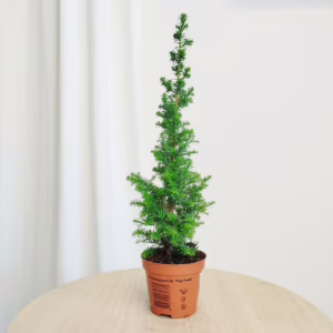 Cyprysik żywotnikowaty (Chamaecyparis thyoides 'Top Point') mini choinka 30cm