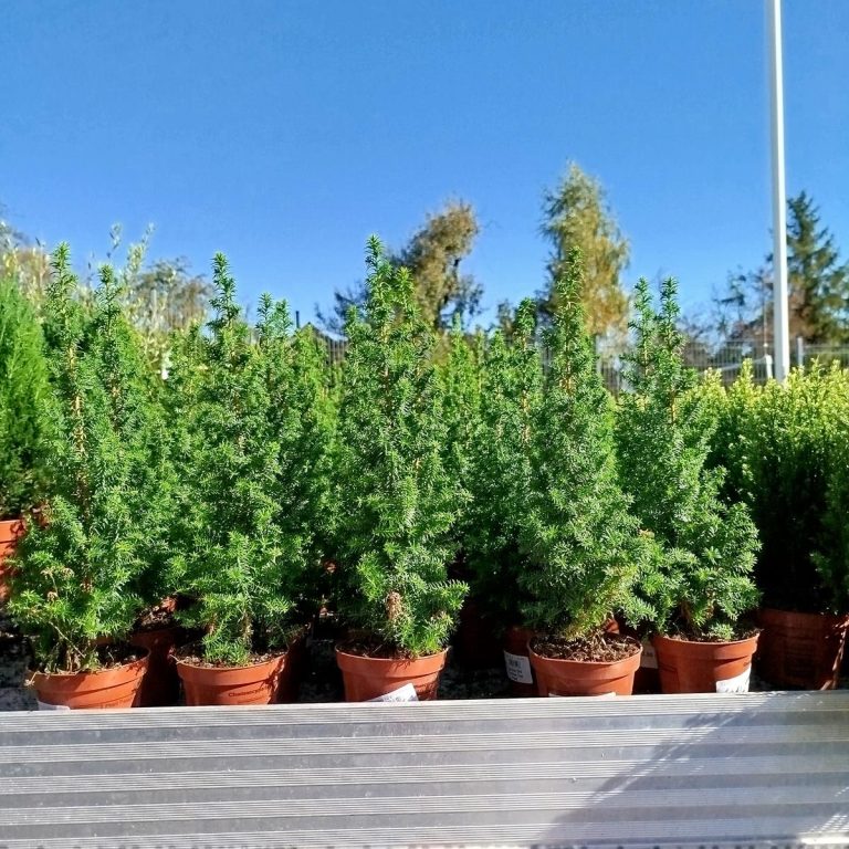 Cyprysik żywotnikowaty (Chamaecyparis thyoides 'Top Point') mini choinka 30cm