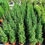 Cyprysik żywotnikowaty (Chamaecyparis thyoides 'Top Point') mini choinka 30cm