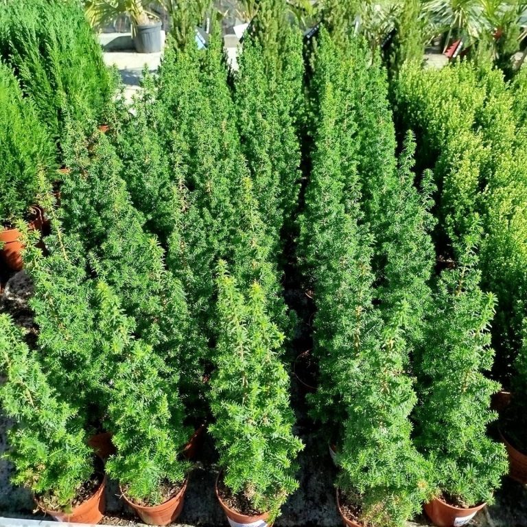 Cyprysik żywotnikowaty (Chamaecyparis thyoides 'Top Point') mini choinka 30cm