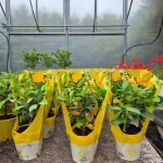 Cytryna Meyera (Citrus limon 'Meyer') 30cm