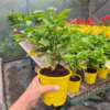 Cytryna Meyera (Citrus limon ‘Meyer’) 25-30cm