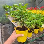 Cytryna Meyera (Citrus limon 'Meyer') 30cm